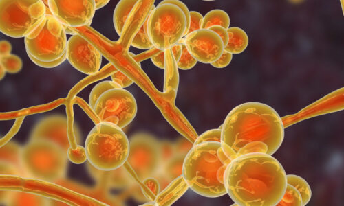 Amorolfine cream Manufacturers and Suppliers